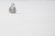 Harfang des neiges