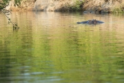 Hippo pool