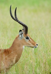 Portrait d'impala