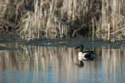 Canard souchet