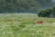 Dans les champs