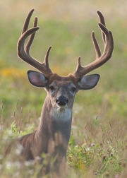 Portrait de cerf