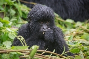 Jeune gorille du groupe Hirwa