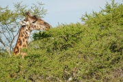 Girafe masaï