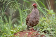 Francolin à gorge rouge