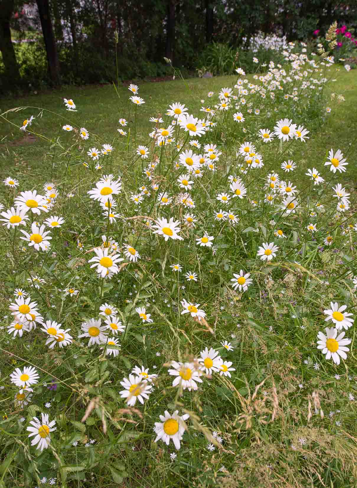 Marguerite ter