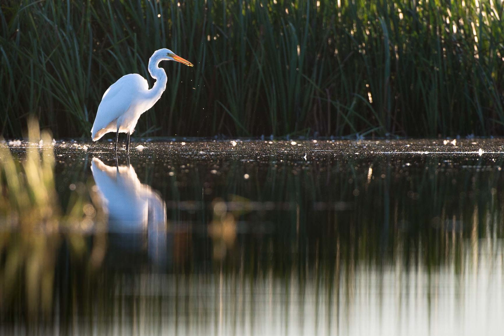 grande-aigrette