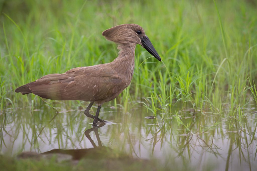 hamerkop