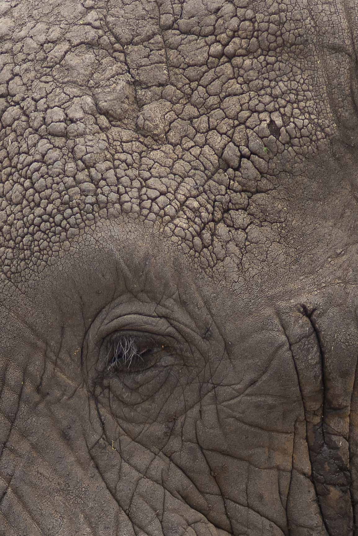 oeil elephant